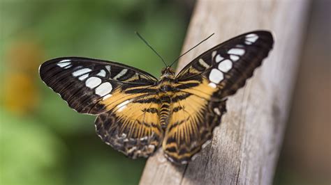 big pictures of butterflies|More.